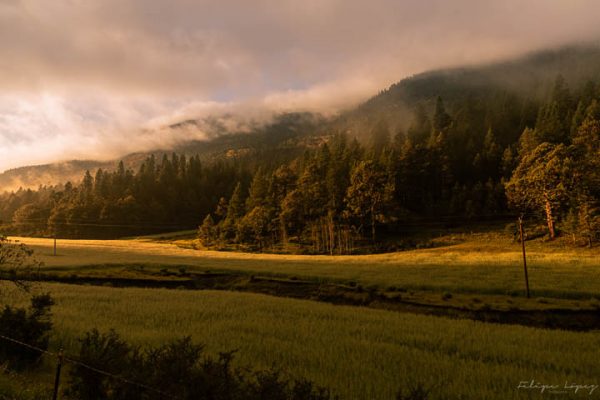 Pinos cielo nubes neblina. Alba Sierra de Arteaga.