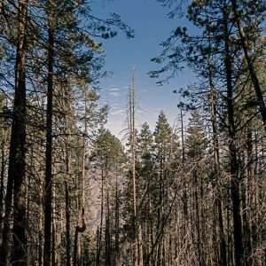 Arboles cielo azul montaña. Pinos en la meseta.