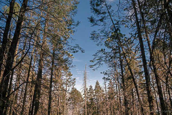 Arboles montaña cielo azul. Pinos en la cumbre.