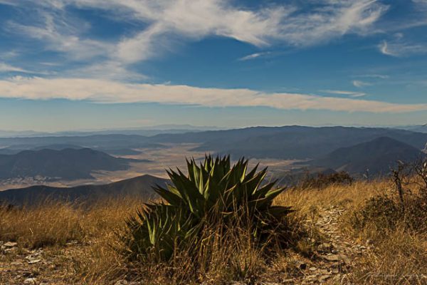 Agave montaña cielo azul nubes. Agave verde en la cumbre.