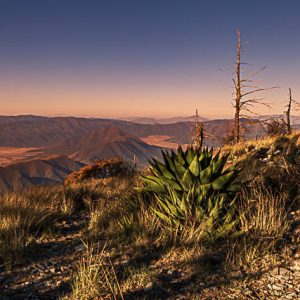 Agave cielo azul amanecer. Colores al amanecer.