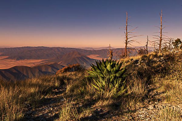 Agave cielo azul amanecer. Colores al amanecer.