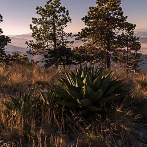 Agave arboles montaña cielo azul. Agave en la cumbre.