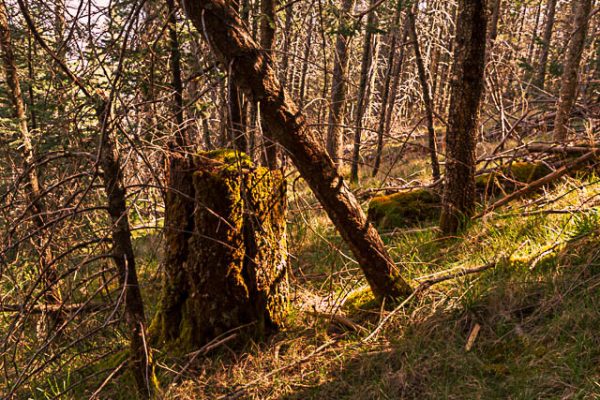 Arboles luz solar. Renace la vida en la sierra.