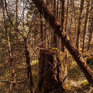 Arboles vegetacion cielo. Renacer en la sierra.