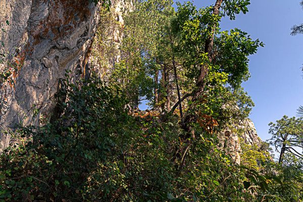 Arboles montaña cielo. Enmarcado a la cumbre