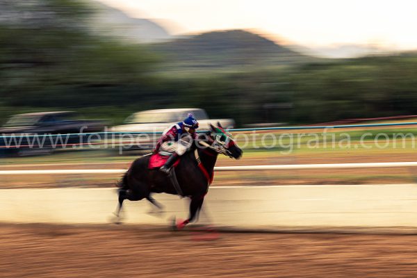 Carreras de caballos, 1/4 de milla.