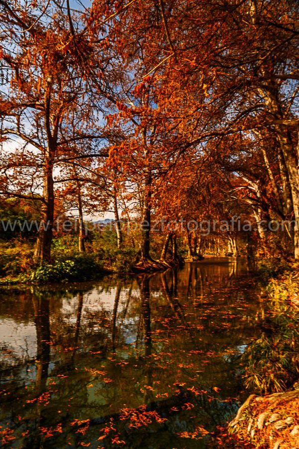 Arboles rio espejo de agua. Espejo otoñal Rio