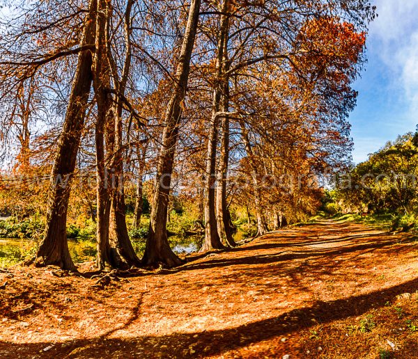 Arboles, sendero otoño. Sendero otoñal