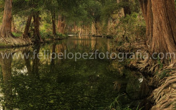 Rio Arboles agua reflejo. Espejo Rio Otoñal