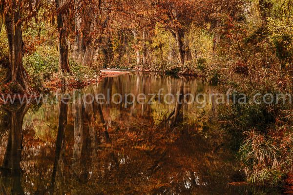 Arboles agua espejo otoño. Espejo Rio