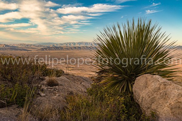 Sotol rocas cielo nubes montañas. Sotol en La Popa