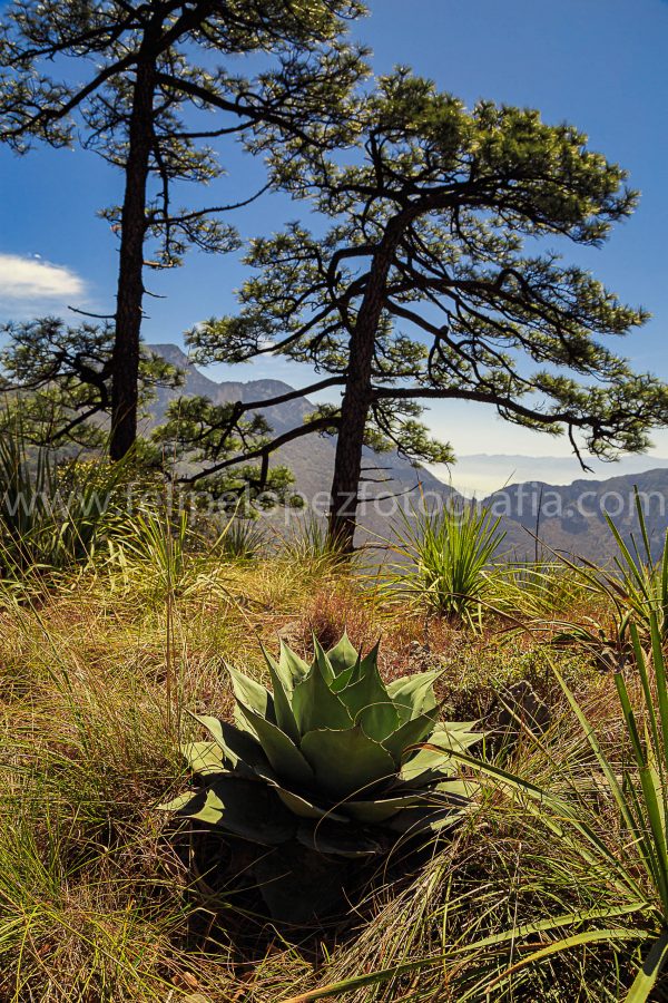 Agave pinos arbustos cielo azul. Agave en el Mirador.