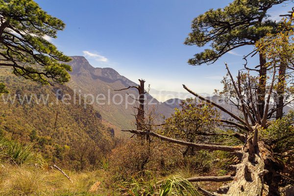 Arboles montaña cielo azul. Arbol seco en Mirador.