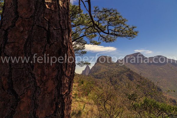 Corteza de pino montaña cielo azul nubes. Viendo El Cuadrado.