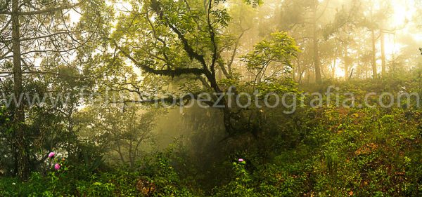 Vegetacion arboles neblina nubes. Neblina en La Batea.