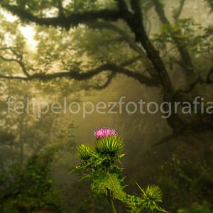 Flor neblina arboles. Flor en La Batea.