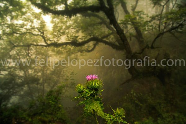 Flor neblina arboles. Flor en La Batea.