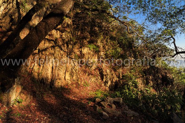 Rayos de sol pared de roca montaña arboles cielo azul. La pared de roca.