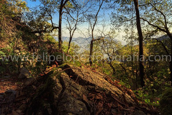 Piedra arboles montaña cielo azul. La piedra hacia la cumbre.