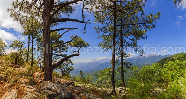 Pinos rocas montaña arboles. Pano en el Mirador.