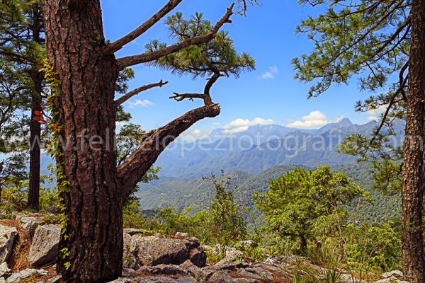 Pinos arbustos piedras montaña cielo azul nubes blancas. En el Mirador.