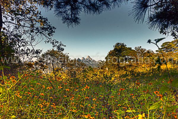 Flores amarillas, cielo azul, montañas. Otoño Mesa de Pinos.