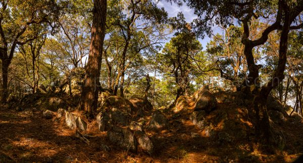 Bosque pinos sombras cielo azul. Mañana Otoñal.