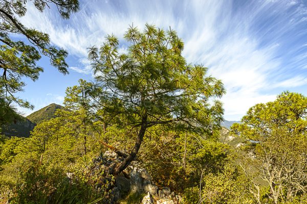 arbol cielo azul nubes vegetacion montañas. Sobre piedra.