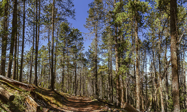 arboles cielo azul nubes pinos. El sendero.