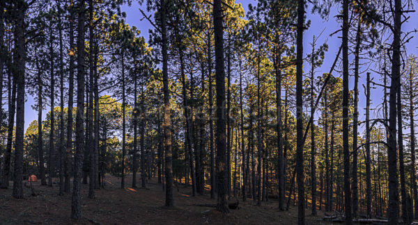 arboles rayos de sol cielo azul. Sierra dorada.