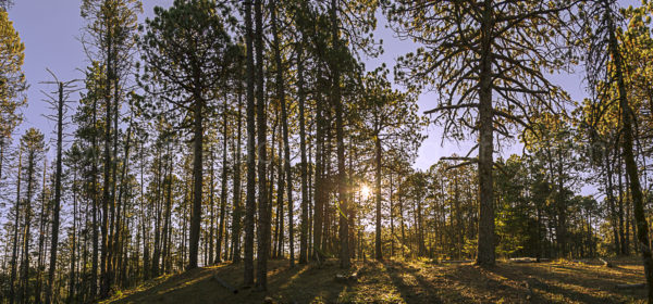 sol pinos amanecer rayos de sol. Amanecer en Las Alazanas.