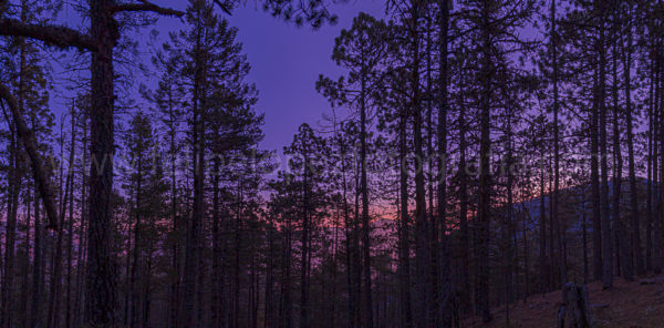 arboles cielo azul amanecer. Hora Azul.