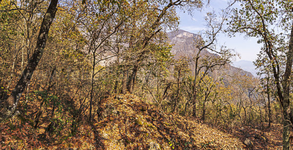 arboles cielo azul montaña hojarascas. Primavera invernal.