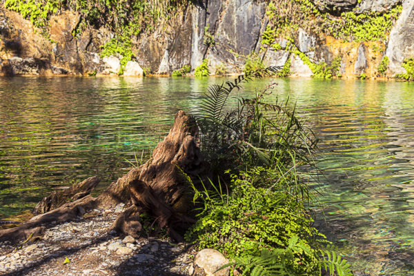 agua tronco de arbol vegetacion. Verde cristal.