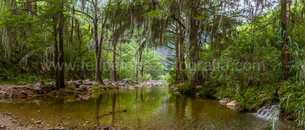 arboles agua espejo. el sabinal.