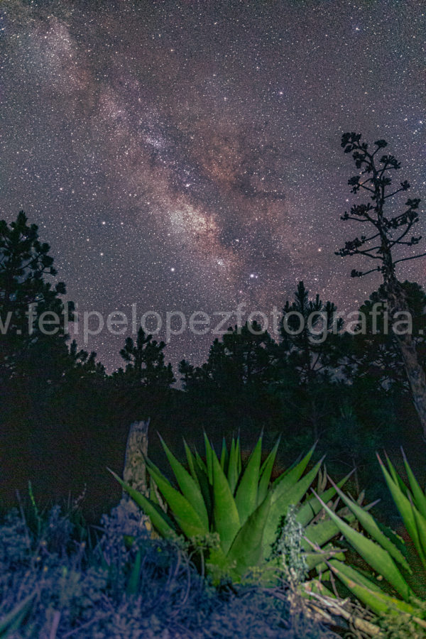 via lactea agave verde noche. Agave Via Lactea.