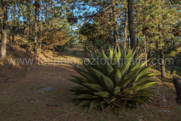 agave verde pinos cielo azul. Agave en sendero.