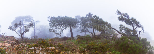 niebla pinos vegetacion. Niebla en La Mota.