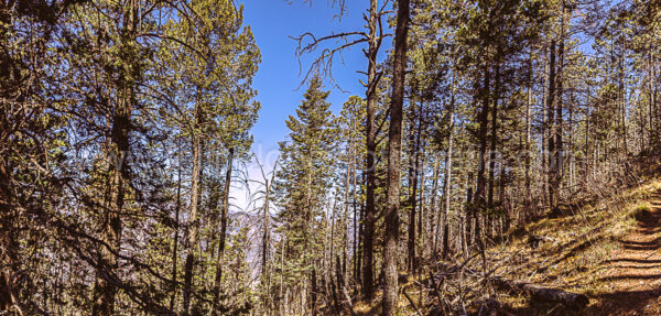 pinos cielo azul sendero montaña. Sendero y Pinos.