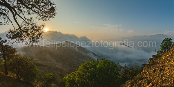 niebla sol pinos montaña cielo azul. Sol y niebla.