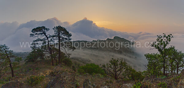 niebla montana arboles vegetacion sol. Niebla matinal.