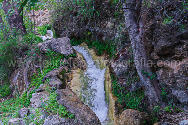 agua, vegetacion, arboles. Fluye el agua.