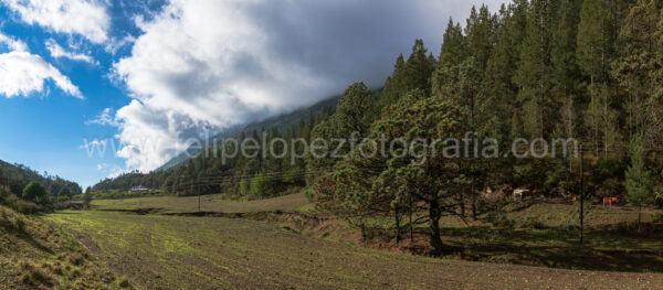 caballos, cielo azul, nubes blancas, pinos, vegetacion. La manada.