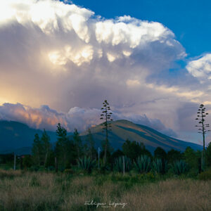 nubes, atardecer, cielo azul, agaves. Mammatus.