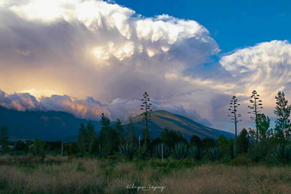 nubes, atardecer, cielo azul, agaves. Mammatus.