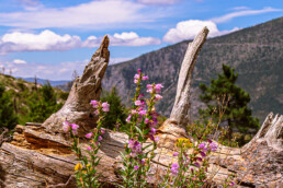 tronco de madera, arbol caido, cielo azul, flores, sierra, pinos verdes.