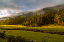 pinos, nubes blancas, neblina, pasto verde, sierra.