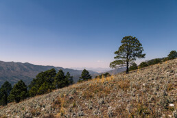 arbol, pradera, sierra, pinos verdes, cielo azul, nubes blancas.