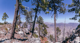 rocas, pinos, cielo azul, desfiladero.
